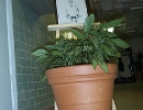 dcp_1616.jpg